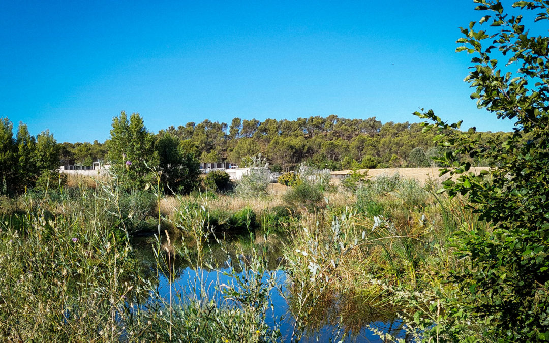 Zone de rejet végétalisée de la Station d'épuration Aix Ouest, juillet 2025
