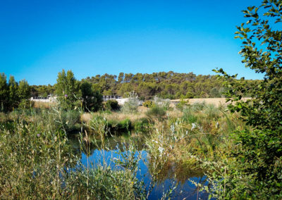 Zone de rejet végétalisée d’Aix Ouest : un an après, une dynamique écologique bien engagée