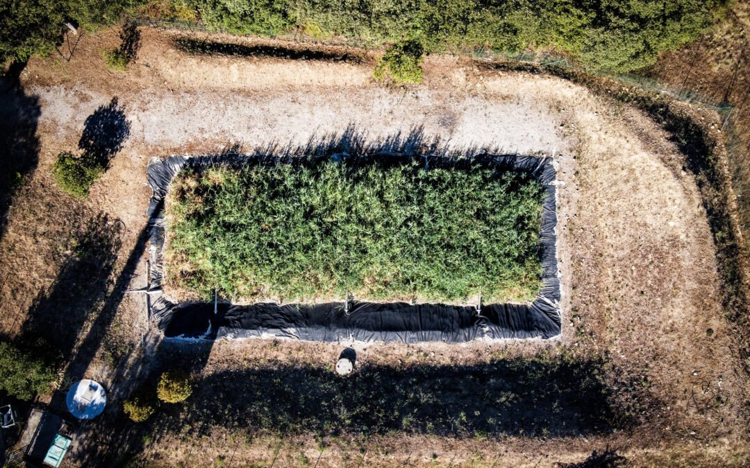 Lits macrophytes : solution naturelle d’assainissement pour petites communes