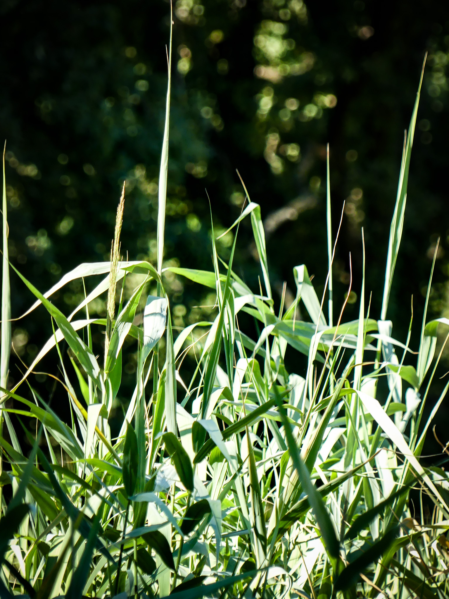 Lit Macrophyte Châteauneuf-le-Rouge